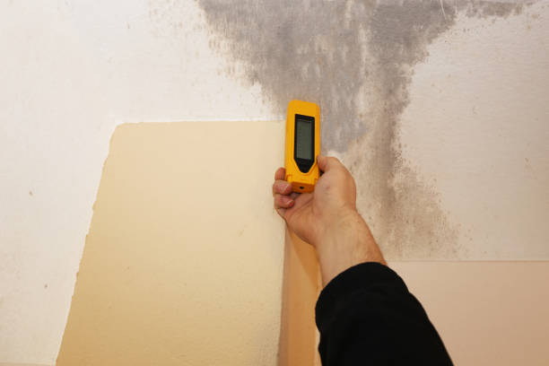 Best Post-Construction Mold Inspection  in Swoyersville, PA