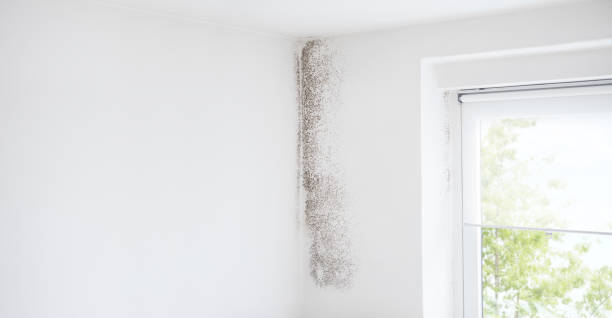 Best Mold Odor Removal Services  in Swoyersville, PA